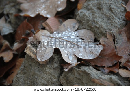 oak leaf and water droplets