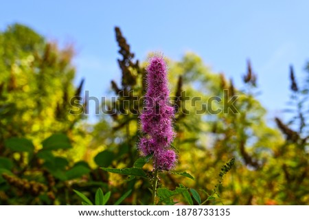 Closeup of a pink colored Spiraea salicifolia blossom. This beautiful wild plant is growing in the forest under a clear blue sky.