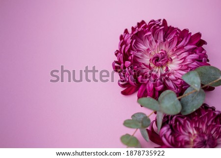 a burgundy chrysanthemum bud on a pink background. space for text . top view. flat lay. flower business.