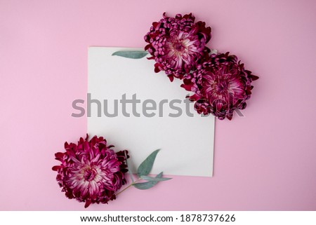 a burgundy chrysanthemum bud on a pink background. empty notepad for text .