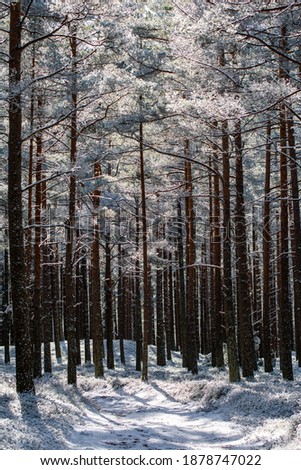 Trees and forest frozen in winter.