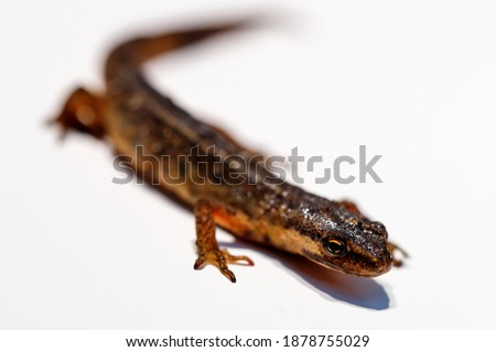 Macro picture of a salamander on white background