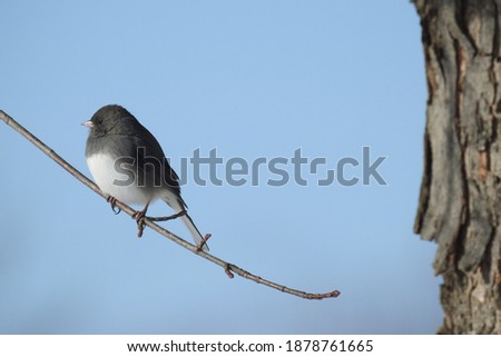 Dark-eyed junco perched on a limb, under a blue sky, in Cecil County, Elkton, Maryland. 