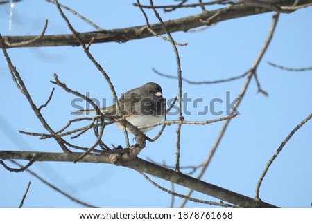 Dark-eyed junco perched on a limb, under a blue sky, in Cecil County, Elkton, Maryland. 