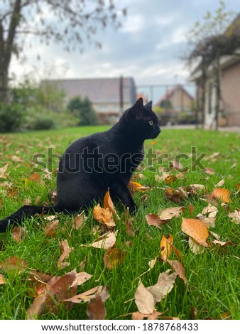 Black cat in grass with leaves