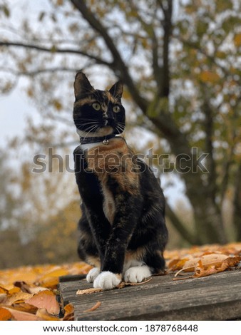 Cat in the forest with leaves