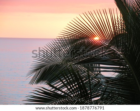 Sunset in Hawaii thru Palms