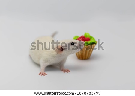 White rat eats a sweet and delicious cake or muffin. Birthday cake