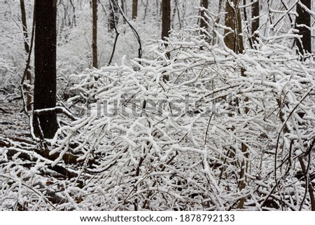 Fresh Snow On Tree Limbs