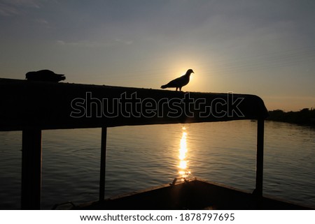 Sunset scenery picture With pigeons flying and caught on the wooden rail Silhouette