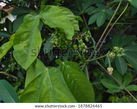 Green cassava leaves and buds