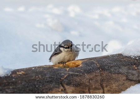 The Eurasian nuthatch or wood nuthatch (Sitta europaea) is a small passerine bird of the Sittidae family on a snowy background