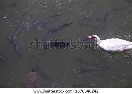 Turtles fish feeding in the lake