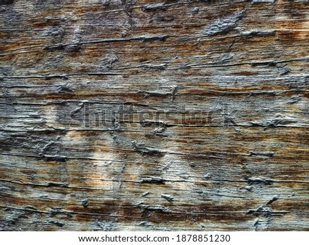 Close-up photo of the old bark texture. The abstract background of the old bark texture for decorative design.