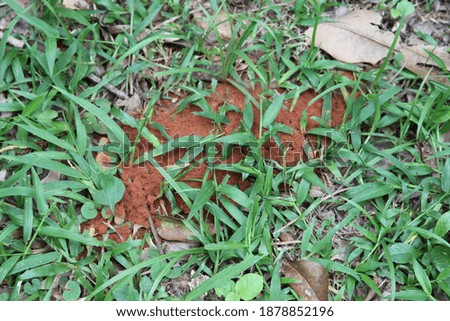 Anthill of fire ants tropical species