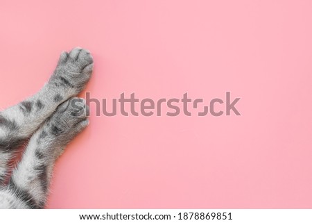 Paws of a gray cat on pink background. Top view, minimalism. Cute picture. Concept of pets, cat grooming. Image for banner, place for text.	
