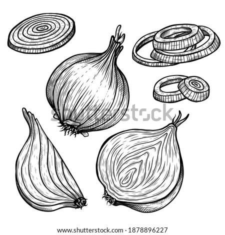 Vector sketch illustration of onion set drawing isolated on white. half, whole and cut rings. Engraved style. Ink. natural business. Vintage, retro object for menu, label, recipe, product packaging Royalty-Free Stock Photo #1878896227