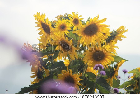 Photo of sunflower in the flower garden