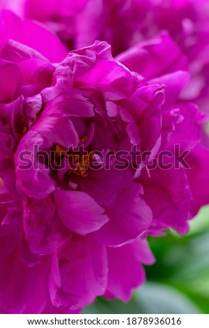 Vertical pink peony flower photo. First spring flower