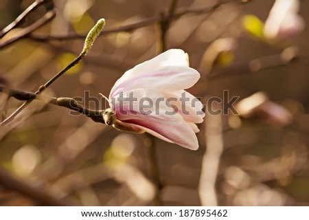 Blossoming of white magnolia flowers in spring time