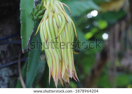 Dragon fruit flower bloom in a tree exotic pitaya fruit
