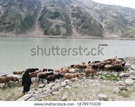 Beautiful picture of herd of Goats besides Lake Saif ul malook Pakistan