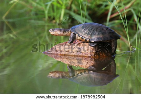 A Marsh Terrapin sunning itself on a rock in the middle of a waterhole, in the Greater Kruger National Park, South Africa. Royalty-Free Stock Photo #1878982504