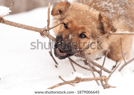 Adorable young puppy. Playful young dog in snow.