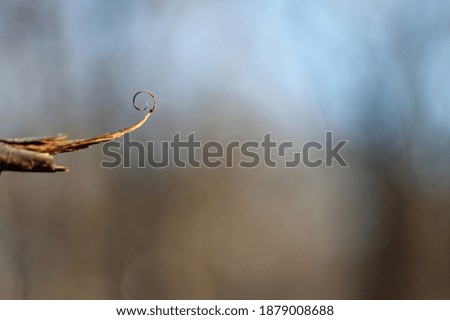 Spiral leaf on blurred background
