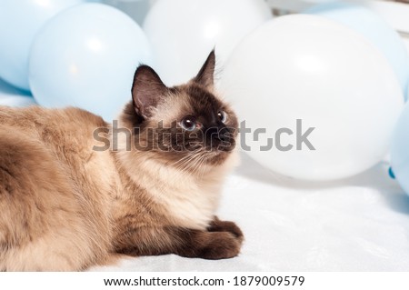 Cat portrait.Cute siamese cat with blue eyes.