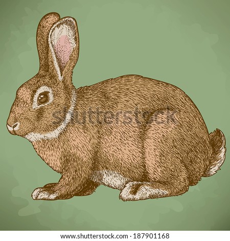 vector illustration of engraving rabbit  in color
