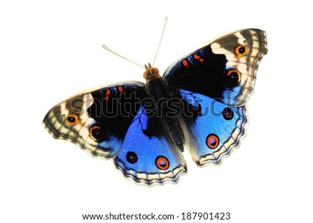 Blue Pansy butterfly