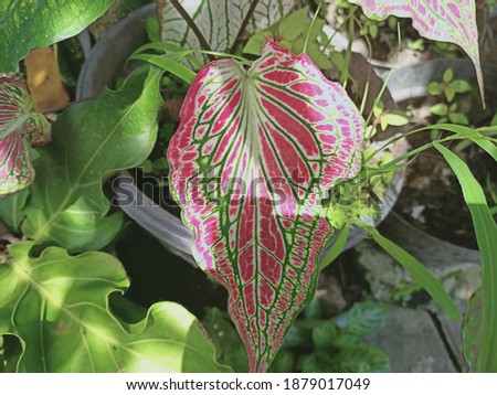 Caladium bicolor  has pink leaves and pretty green stripes