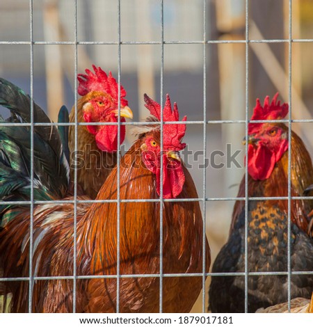  Rooster Isolated. Proud  rooster's heads  inside barbwire fence. Stock Image.