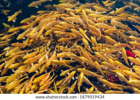Golden fish swimming in the lake