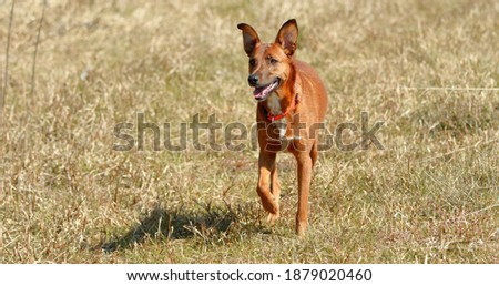 Brown Dog running towards the camera on a grass field in the sun
