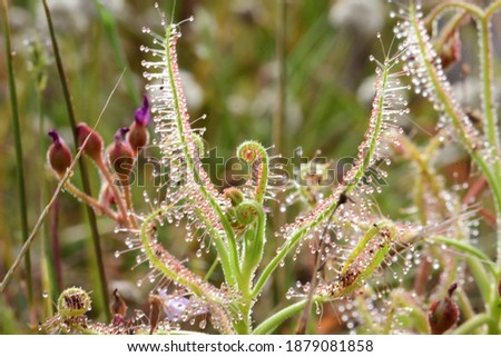Insectivorous plants in nature in Thailand