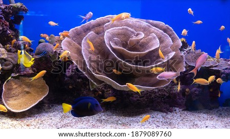  Colorful exotic tropical fishes underwater in aquarium. Underwater observatory on the Red Sea, Eilat, Israel. It's the biggest shark pool in the Middle East. December 2020
