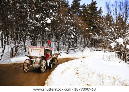 horse carriage on the road in winter