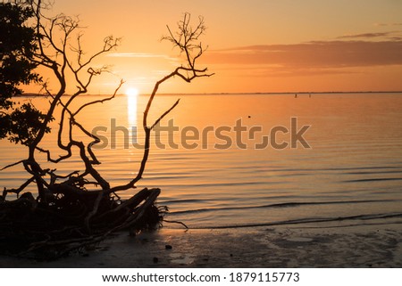 A breathtaking sunset captured at the beach with the silhouette of a tree