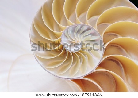 nautilus shell Fibonacci symmetry cross section spiral structure growth golden ratio (nautilus pompilius) seashell half slice stock, photo, photograph, image, picture