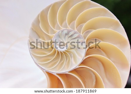 shell nautilus fibonacci symmetry pearl spiral golden ratio cross section sequence spiral structure growth pompilius pearl seashell swirl stock, photo, photograph, image, picture