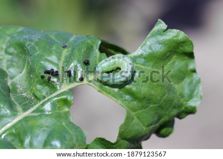 The Silver Y (Autographa gamma) Caterpillar on sugar beet damaged leaves. Caterpillars of this owlet moths are pests more than 200 different species of plants including crops.