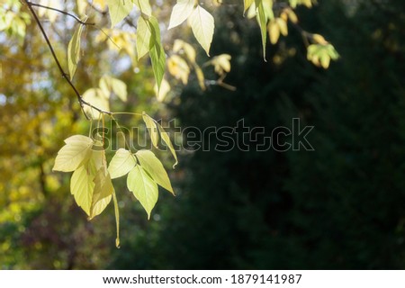 Autumn leaves in a gentle light.

Gentle sunlight falls on the autumn leaves. yellow leaves on a twig. Beautiful autumn leaves on a dark green background. Autumn photo on the desktop.