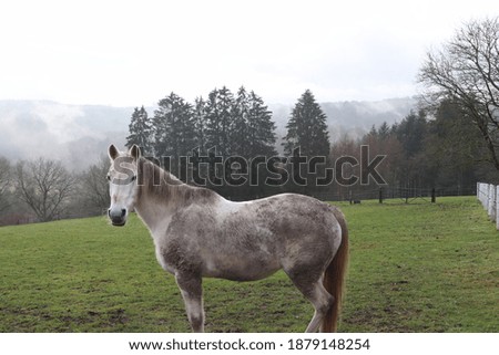 White horse looks dirty in the pasture