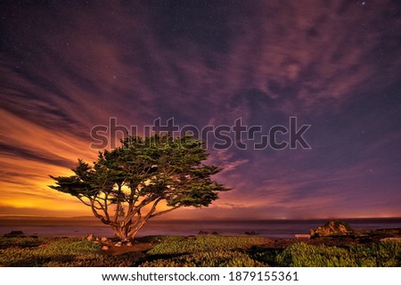 A mesmerizing shot of a tree under the colorful and starry sky in the evening