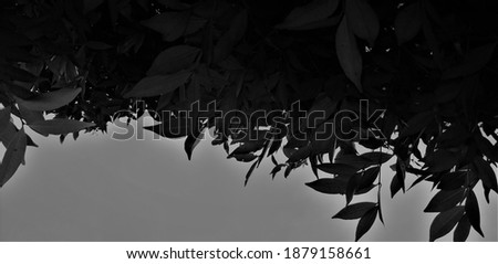 Black and white photo, a beautiful, lush plant that grows naturally in good lighting, with added noise effects, and minimal light shooting tactics.