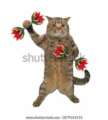 A beige cat athlete lifts watermelon dumbbells. White background. Isolated.