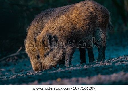 young boar - swine brothers eating a snack together