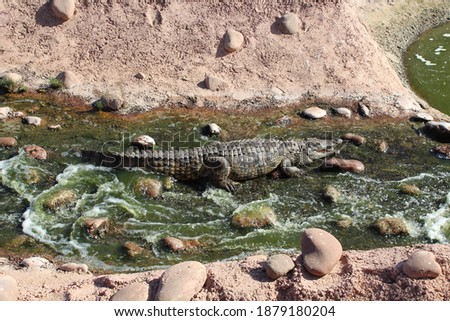 An exclusive picture of the beauty of the Gladiator crocodile. 